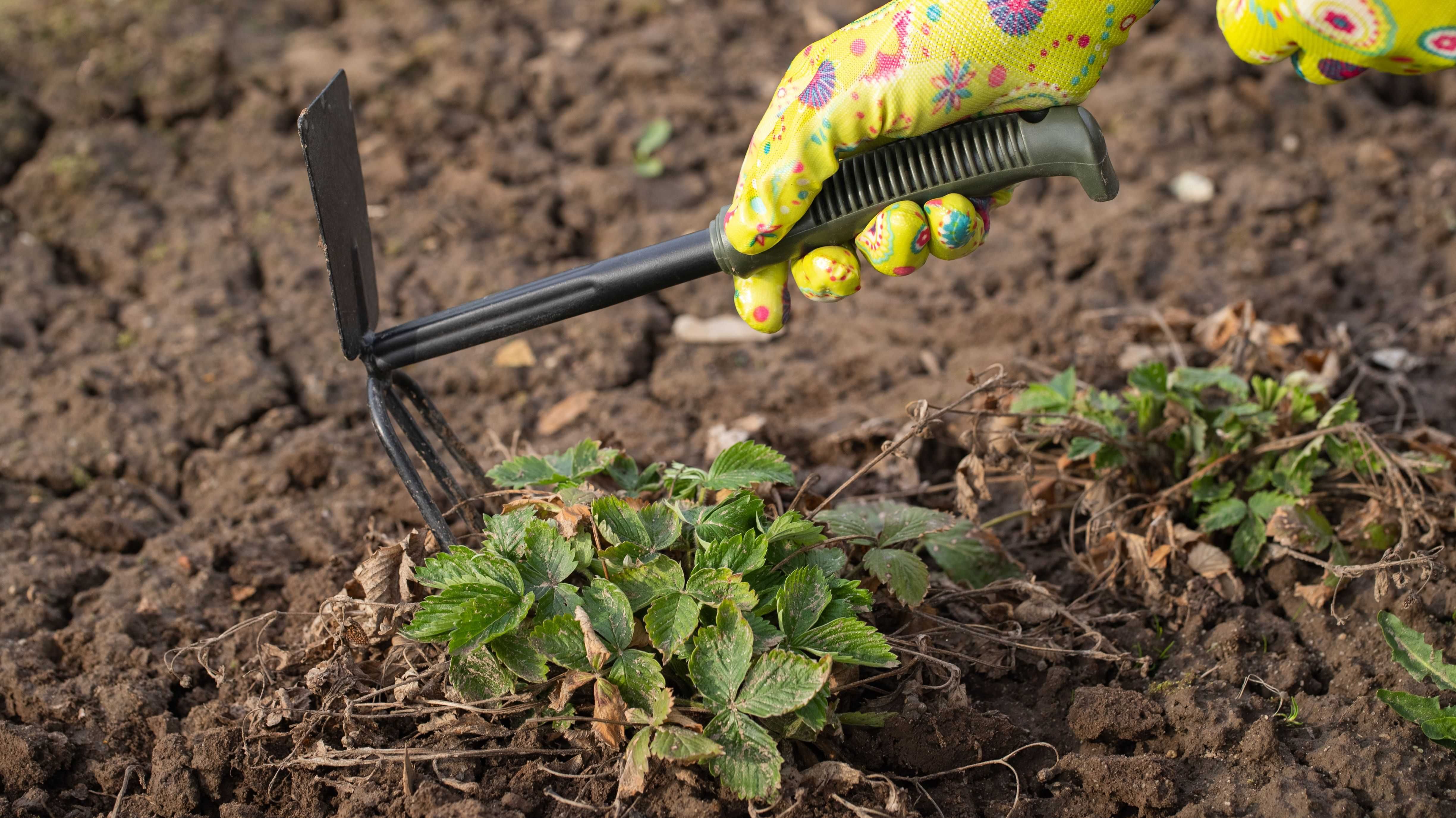 Herramientas básicas para jardinería