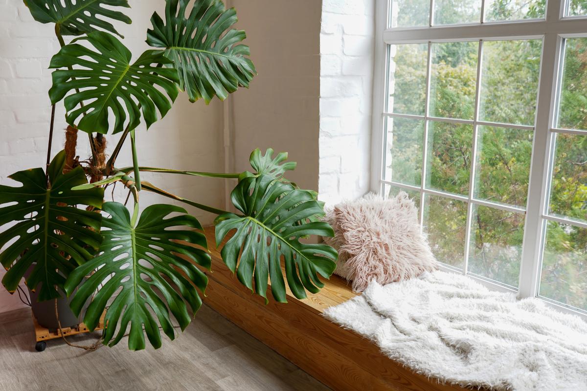 ideas con plantas de interior