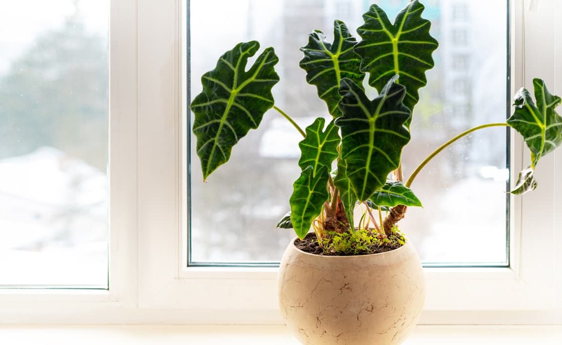 Las mejores plantas para jardines de sombra y sol - Alocasia