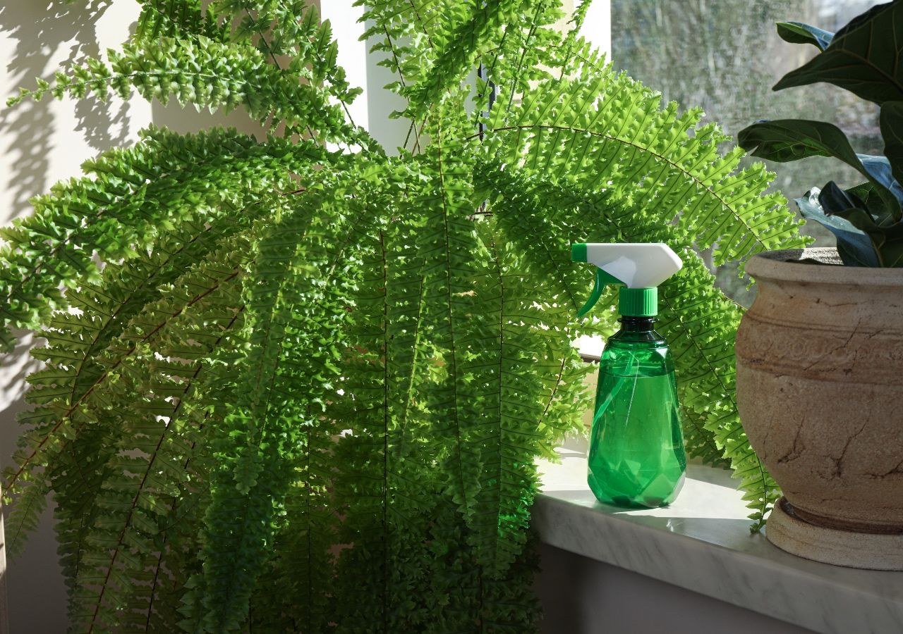 Las mejores plantas para jardines de sombra y sol - Helecho