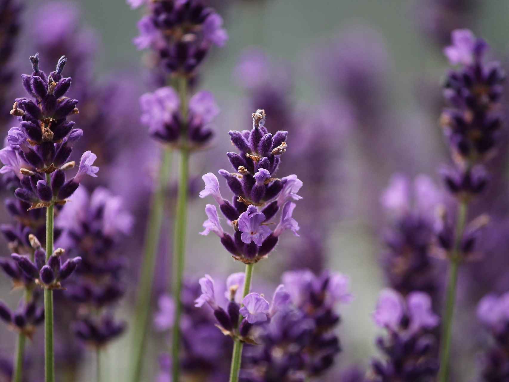 Las mejores plantas para jardines de sombra y sol - Lavanda