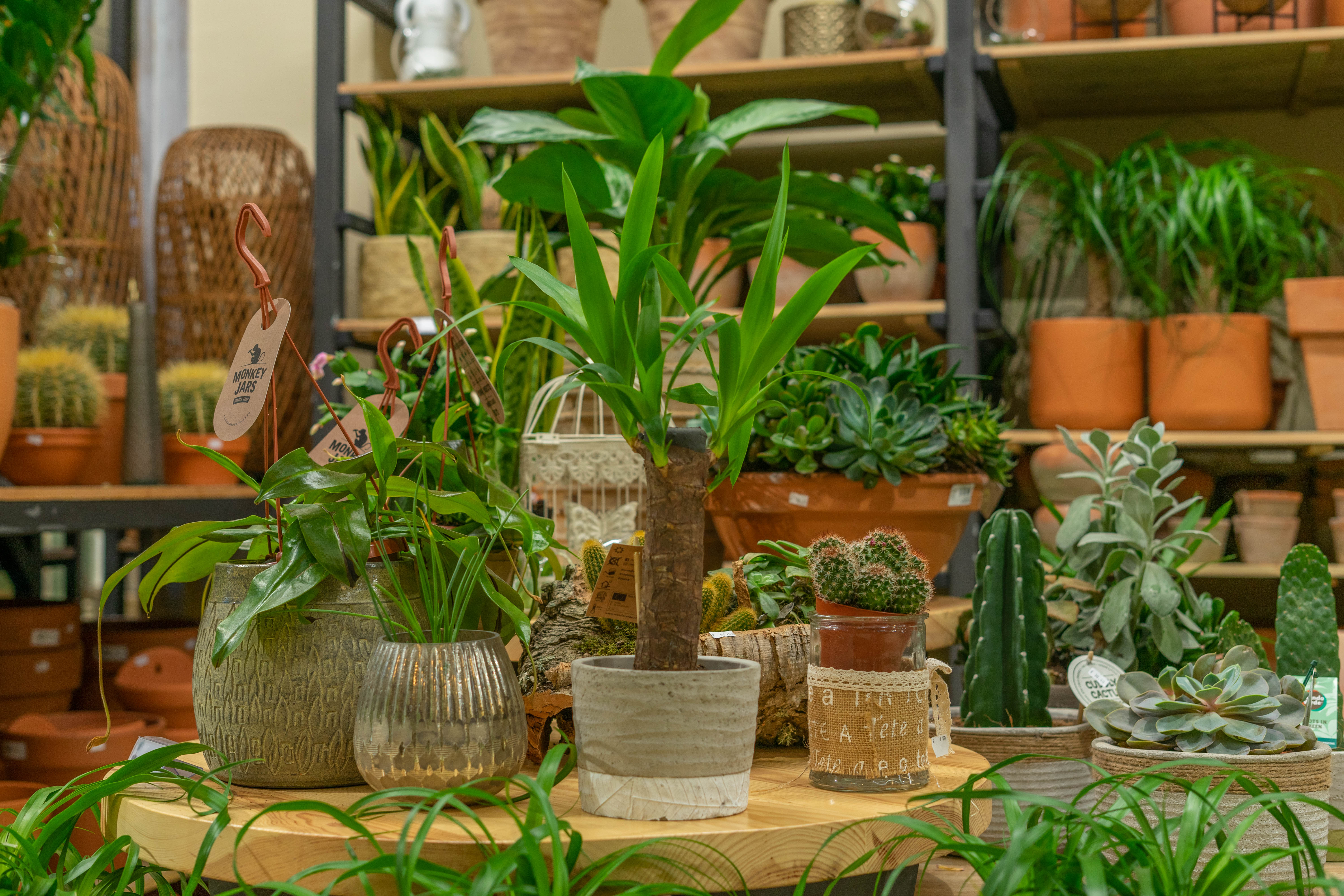 Las mejores plantas para jardines de sombra y sol