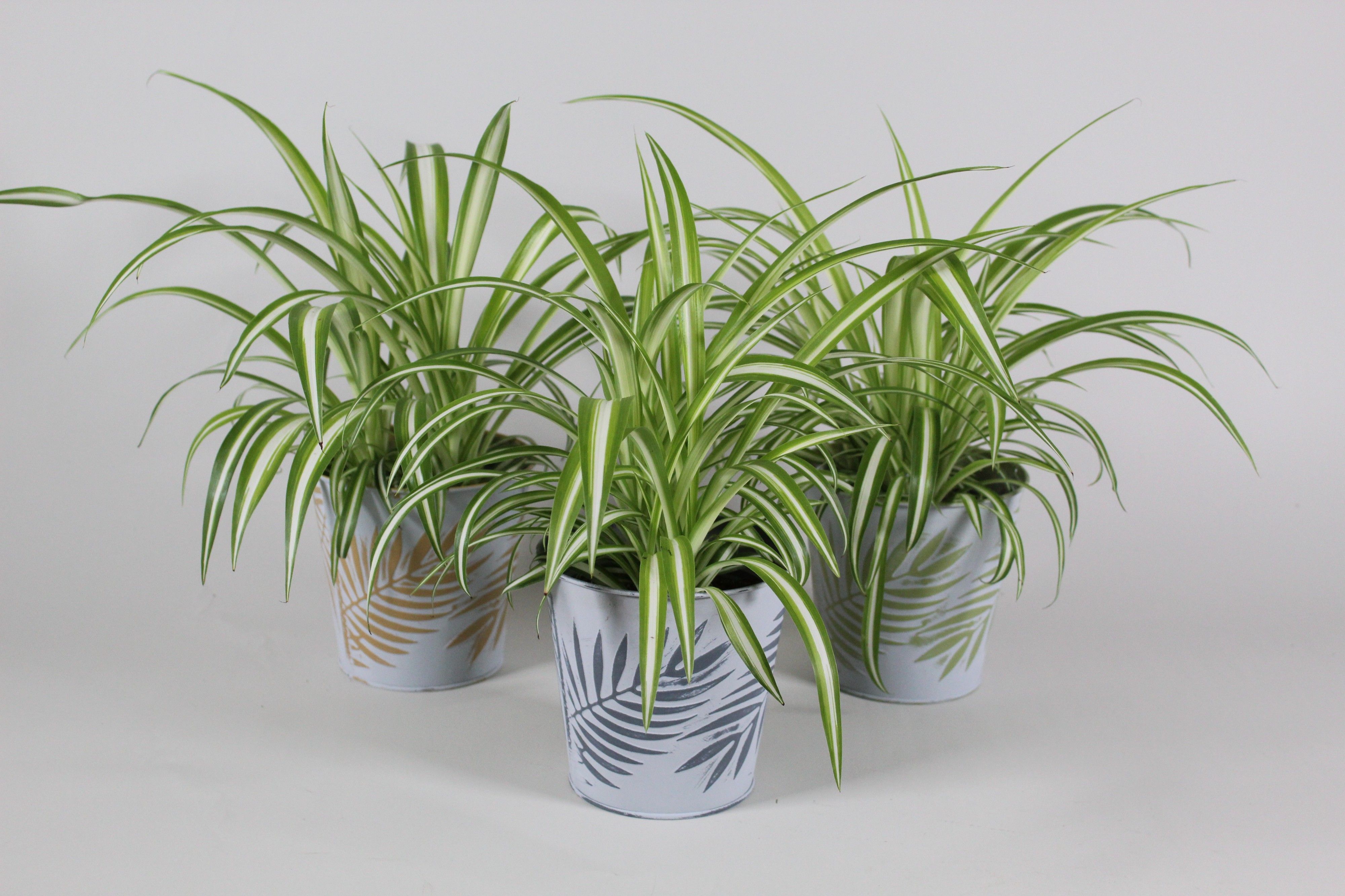 Plantas resistentes y fáciles de cuidar - Cinta