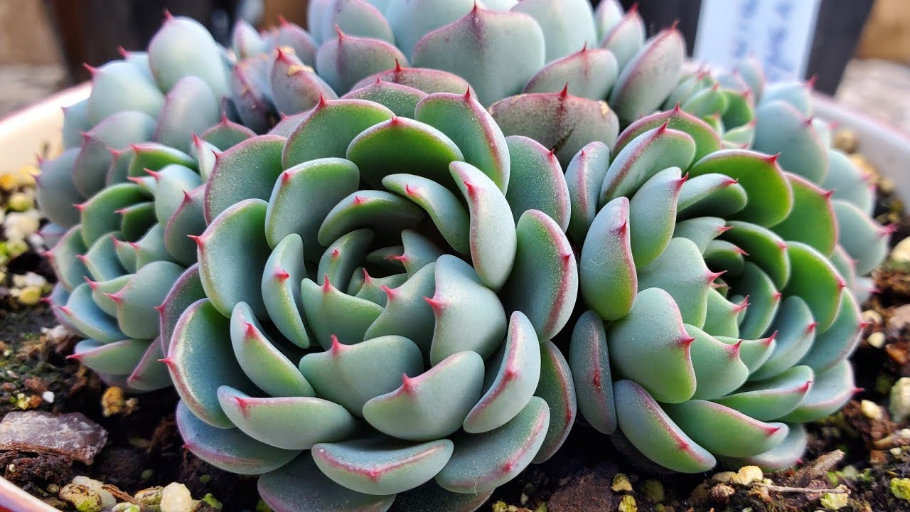 Plantas resistentes y fáciles de cuidar - Echeveria
