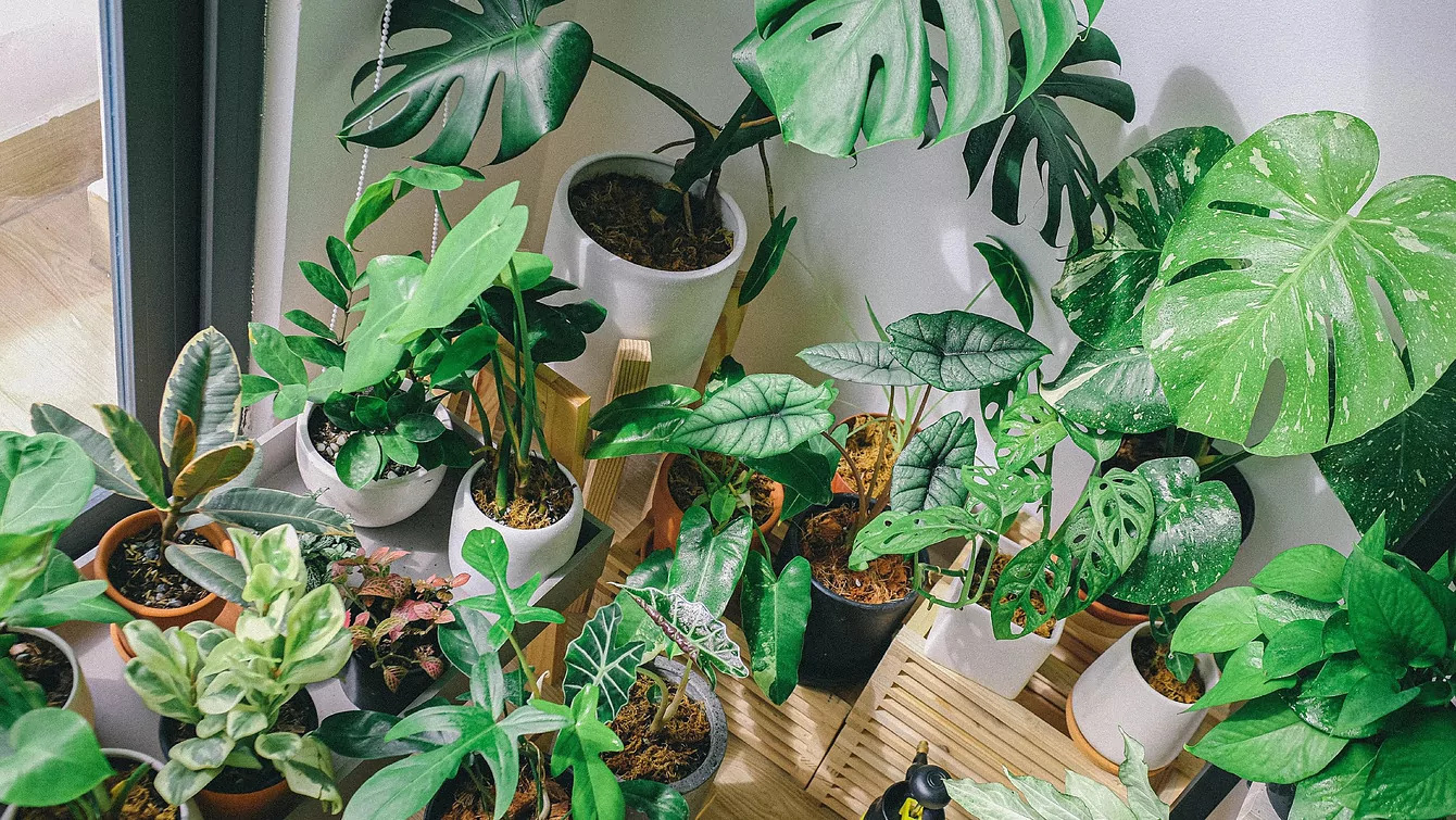 Plantas resistentes y fáciles de cuidar